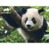 Puzzle 3D - Animal Planet - Panda 48 kom 31x23cm
