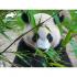 Puzzle 3D - Animal Planet - Velika panda 500 kom 61x46cm