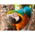 Super 3D puzzle - Papagaj kids 48 dela 31x23cm Animal Plane