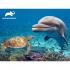 Puzzle 3D - Delfin 500 kom 61x46cm Animal Planet