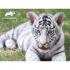 Puzzle 3D - Beli tigar 63 kom 31x23cm Animal Planet
