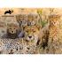 Puzzle 3D - Gepardi 100 kom 31x23cm Animal Planet