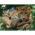 Puzzle 3D - Animal Planet -Jaguar 100 kom 31x23cm 